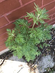 Artemisia vulgaris