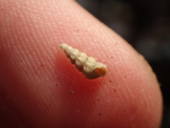 Cerithiidae