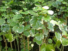 Polyscias balfouriana