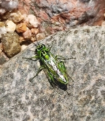 Rhogogaster chlorosoma