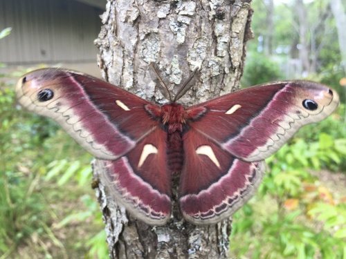Ceanothus Silk Moth
