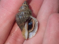 Acanthinucella spirata