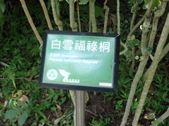 Polyscias balfouriana