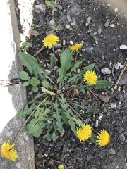 Taraxacum officinale
