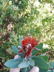 Protea lacticolor