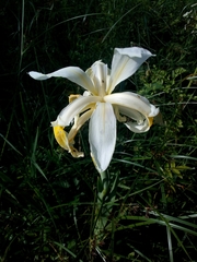 Iris orientalis