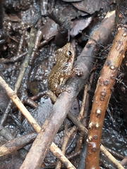 Eleutherodactylus cystignathoides