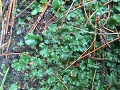 Marchantia polymorpha