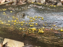 Dacrymyces stillatus