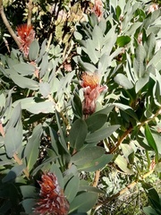 Protea lacticolor