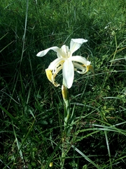 Iris orientalis