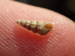 Cerithiidae
