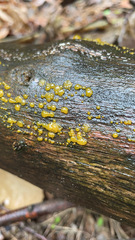 Dacrymyces stillatus