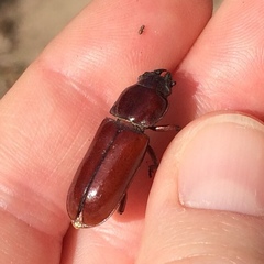 Neandra marginicollis