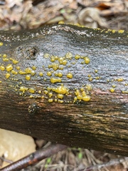 Dacrymyces stillatus