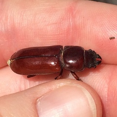Neandra marginicollis