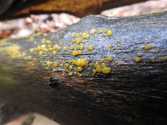 Dacrymyces stillatus