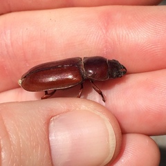 Neandra marginicollis