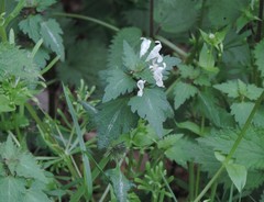 Lamium bifidum