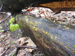 Dacrymyces stillatus