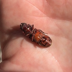 Neandra marginicollis