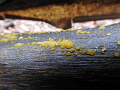 Dacrymyces stillatus