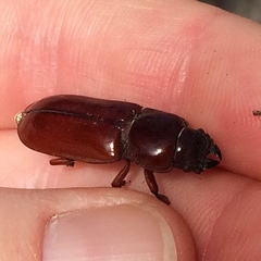 Neandra marginicollis