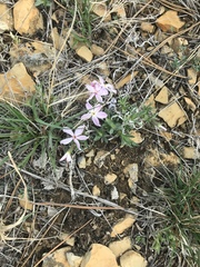 Phlox alyssifolia
