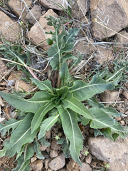 Balsamorhiza serrata