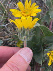 Balsamorhiza serrata