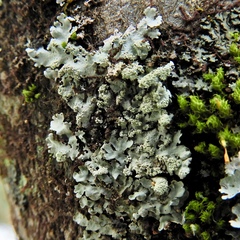 Hypotrachyna showmanii