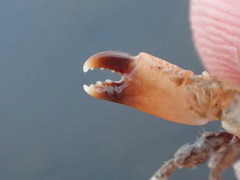 Cycloxanthops novemdentatus