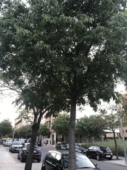 Celtis australis