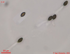 Schizothecium cervinum