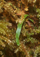 Notogrammitis ciliata