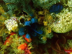 Margaretta levinseni