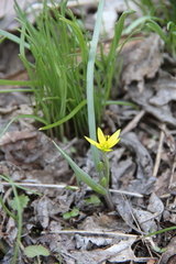 Gagea chanae