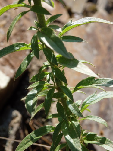 Daisy-leaved Toadflax