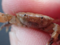 Cycloxanthops novemdentatus