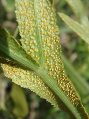 Puccinia sii-falcariae
