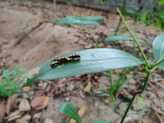 Papilio clytia clytia