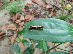 Papilio clytia clytia