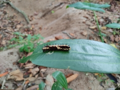 Papilio clytia clytia
