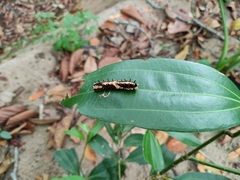 Papilio clytia clytia