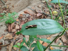 Papilio clytia clytia