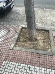 Celtis australis
