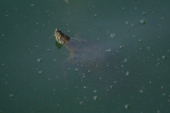 Trachemys venusta venusta