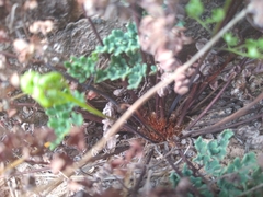 Argyrochosma limitanea