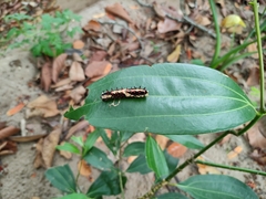 Papilio clytia clytia