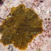 Pseudoralfsia verrucosa - Photo (c) Robyn Payne,  זכויות יוצרים חלקיות (CC BY-NC), הועלה על ידי Robyn Payne